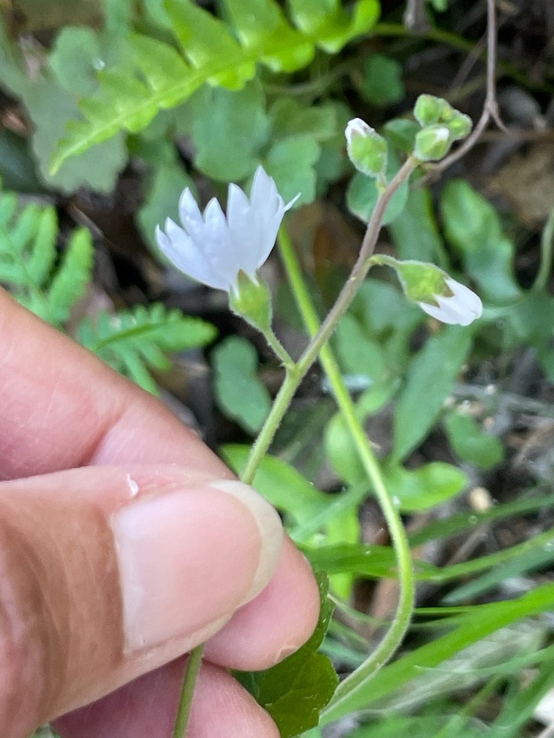 San Francisco Woodland-Star photo 5