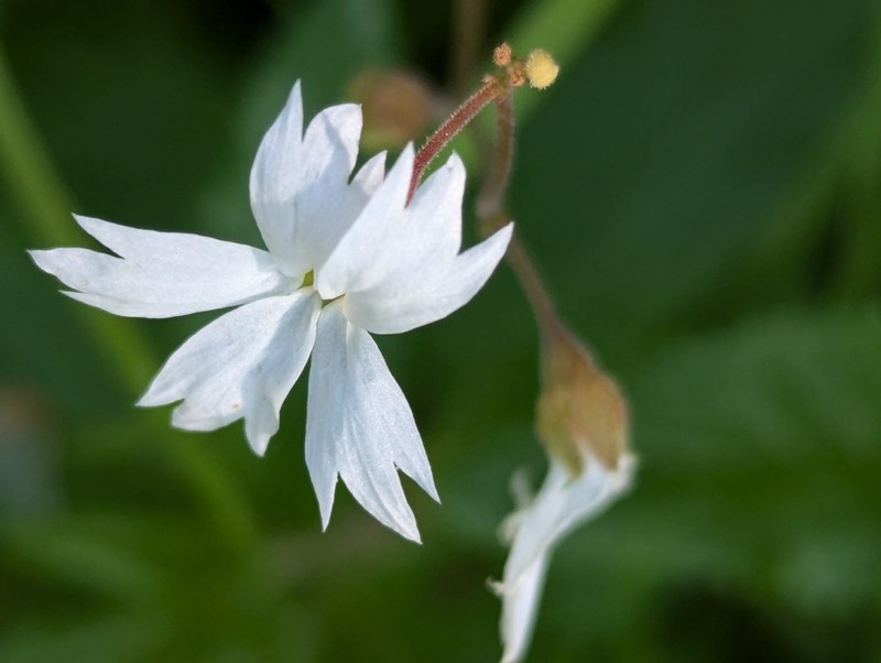 San Francisco Woodland-Star photo 6