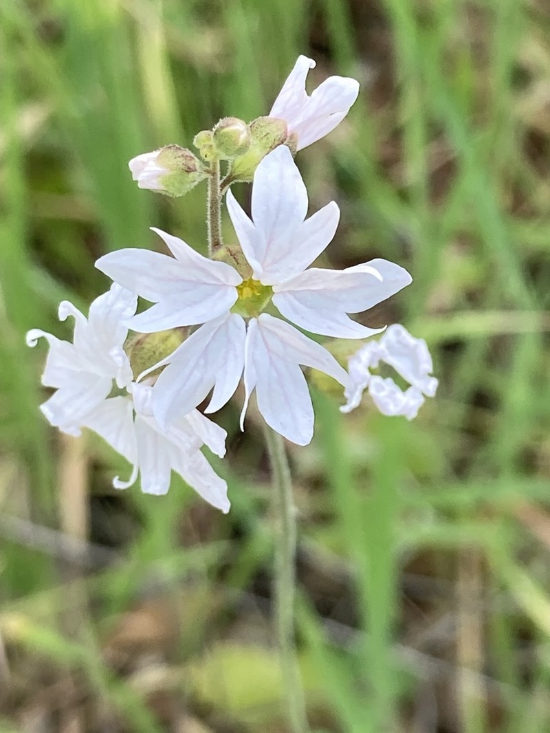 San Francisco Woodland-Star photo 7