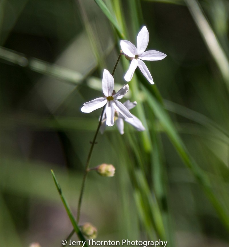 Bolander's Woodland-Star