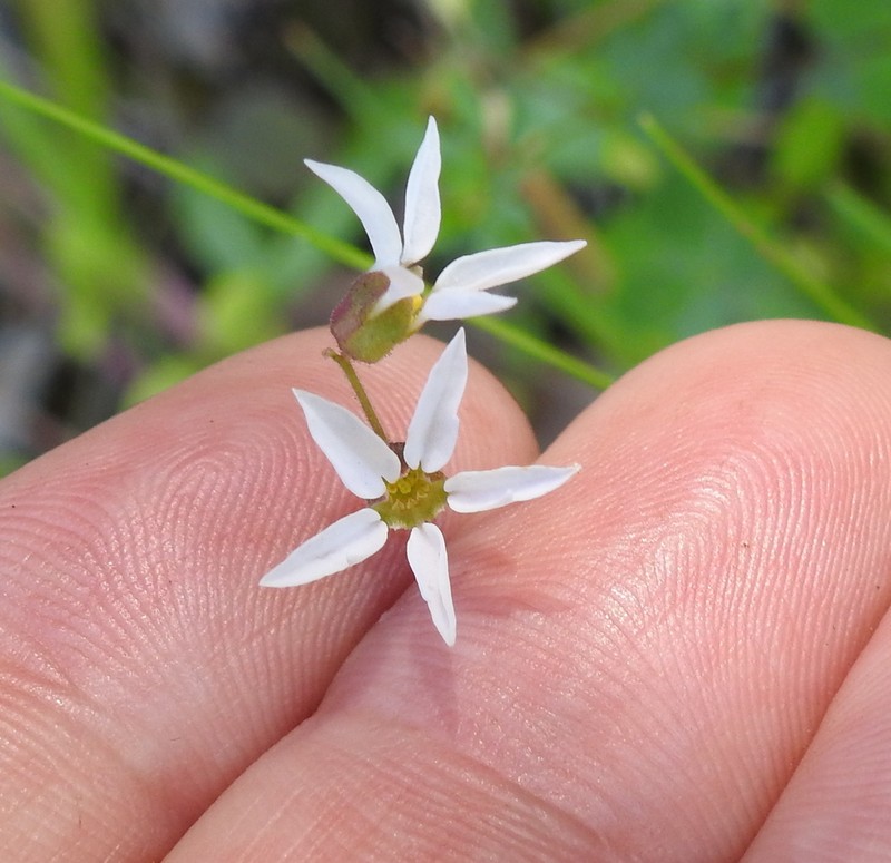 Bolander's Woodland-Star photo 2