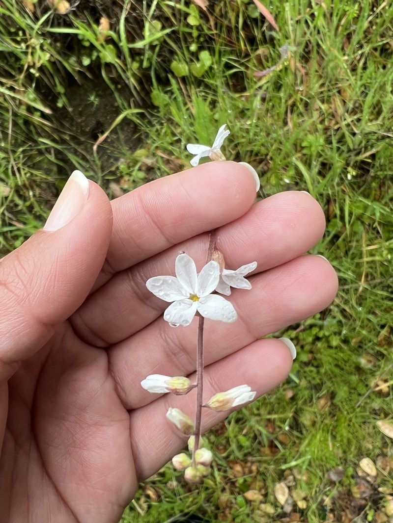 Bolander's Woodland-Star photo 3