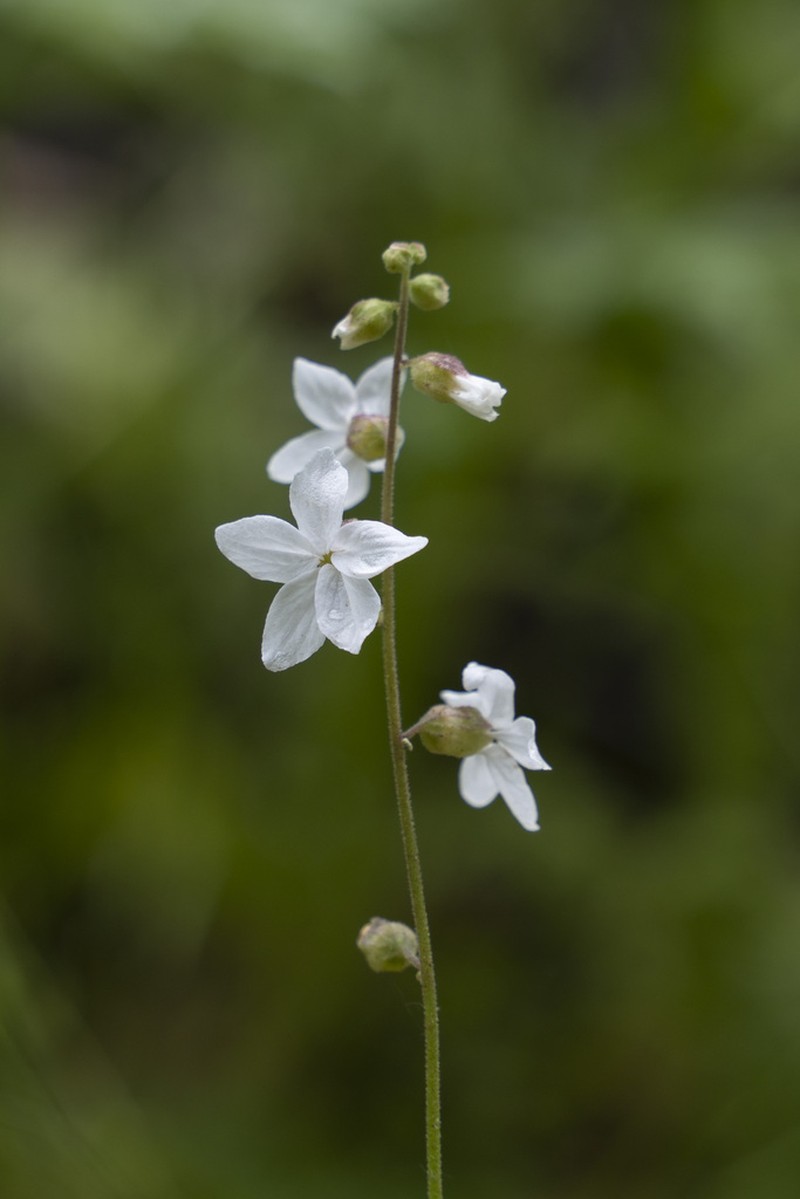 Bolander's Woodland-Star photo 4