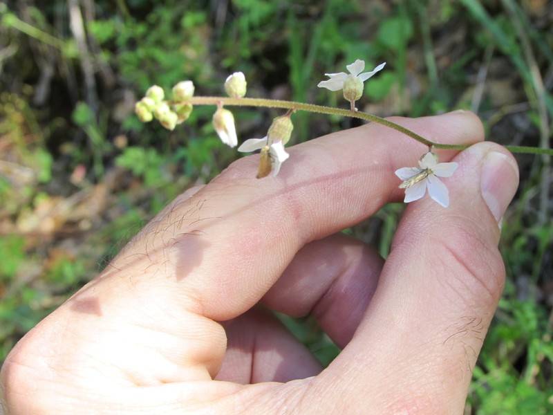 Bolander's Woodland-Star photo 5