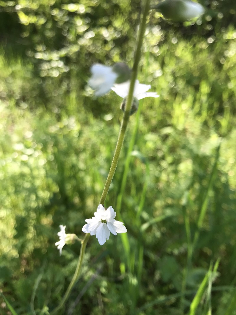 Bolander's Woodland-Star photo 6