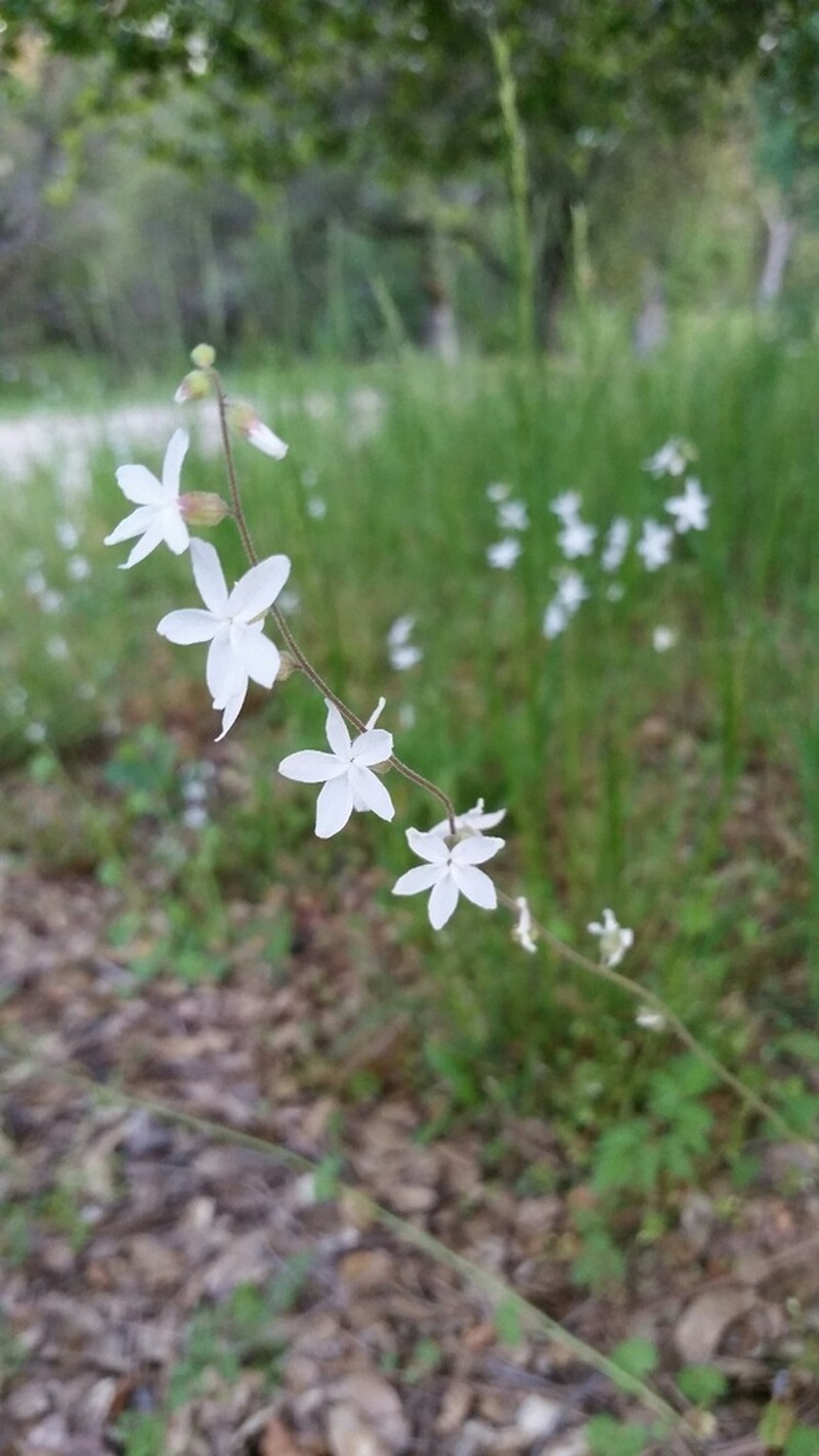Bolander's Woodland-Star photo 7