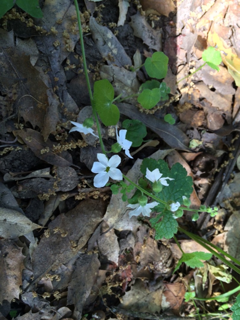 Bolander's Woodland-Star photo 8