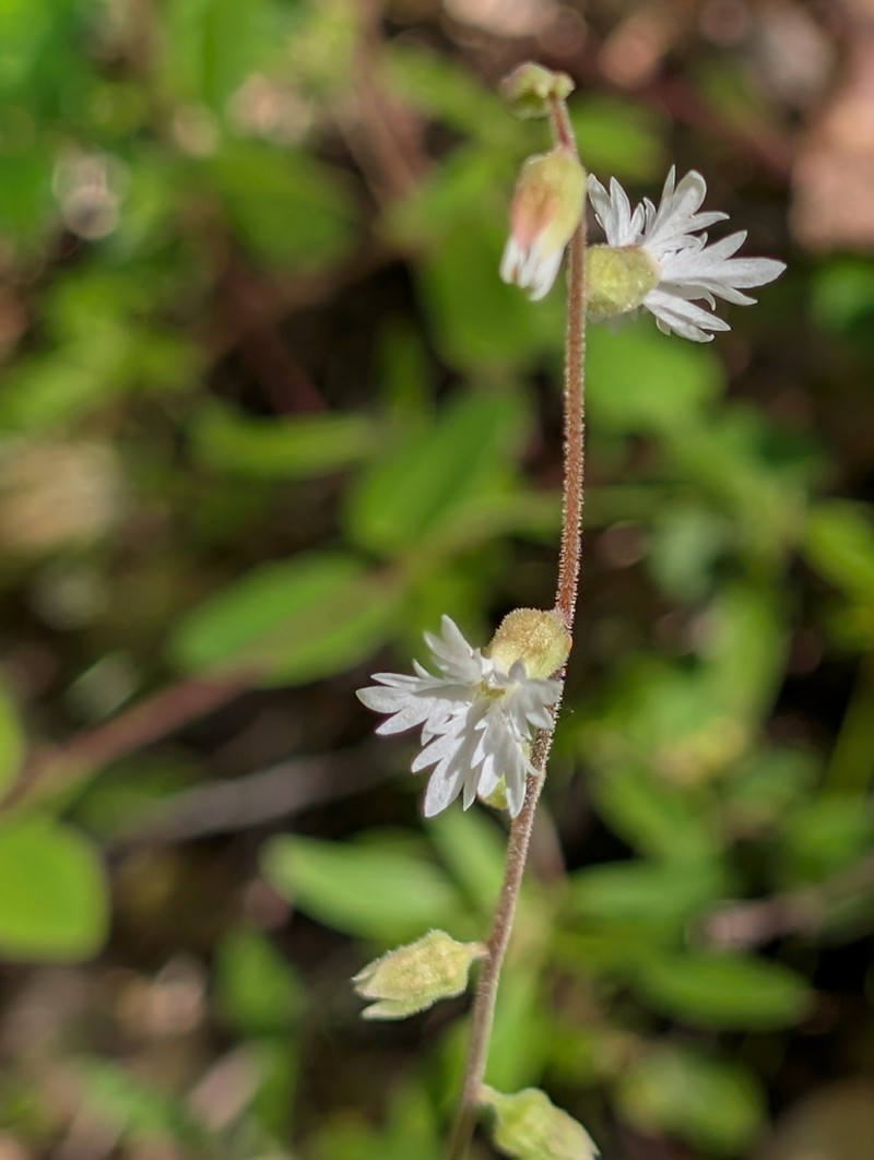 Siskiyou Mountain Woodland-Star