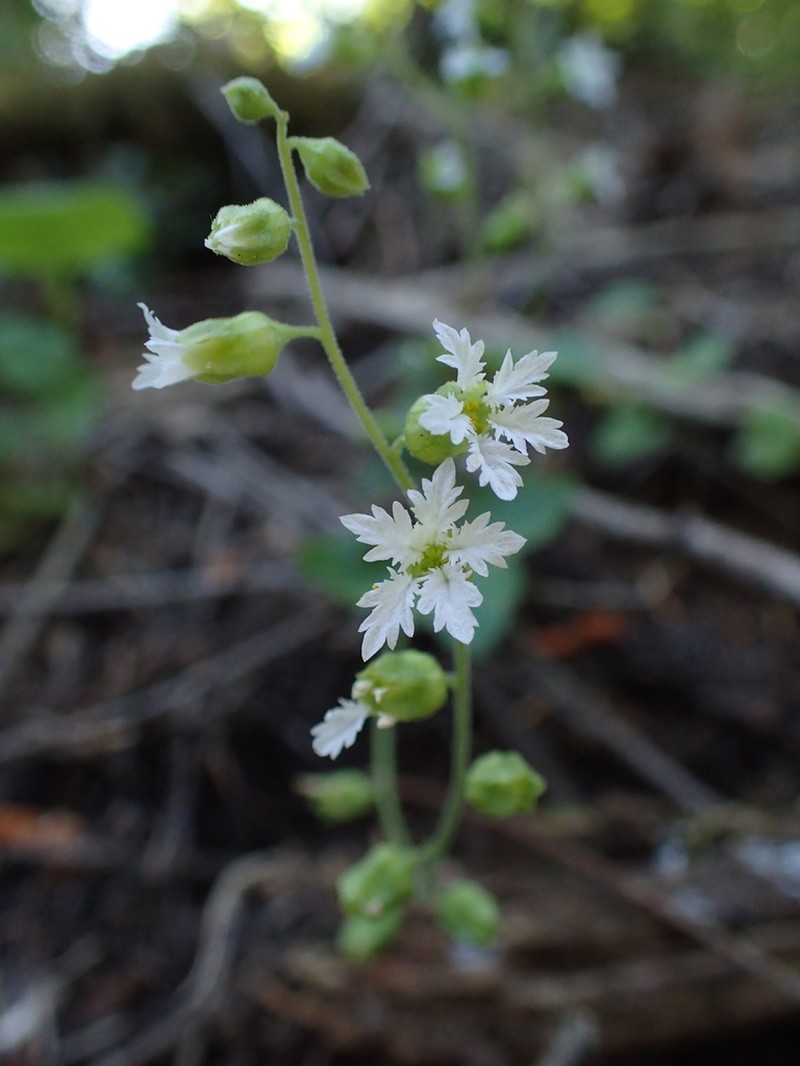 Siskiyou Mountain Woodland-Star photo 2