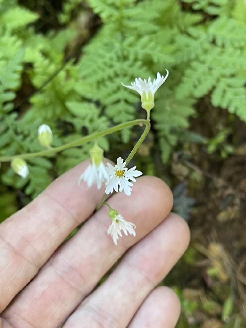 Siskiyou Mountain Woodland-Star photo 3