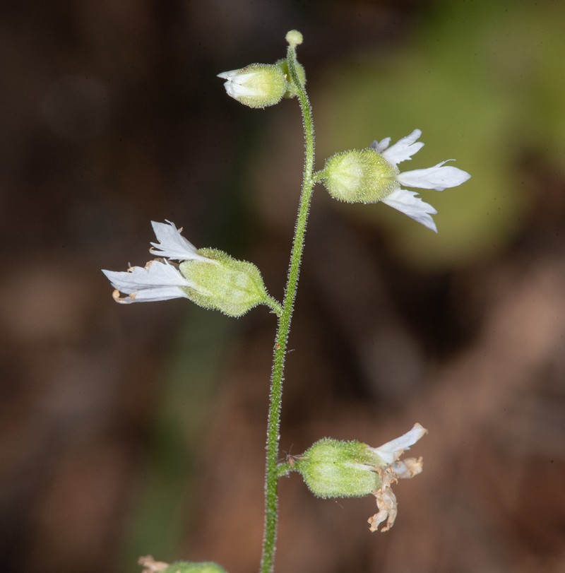 Siskiyou Mountain Woodland-Star photo 4