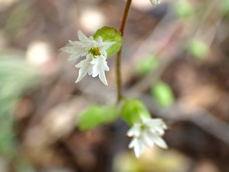 Siskiyou Mountain Woodland-Star photo 6