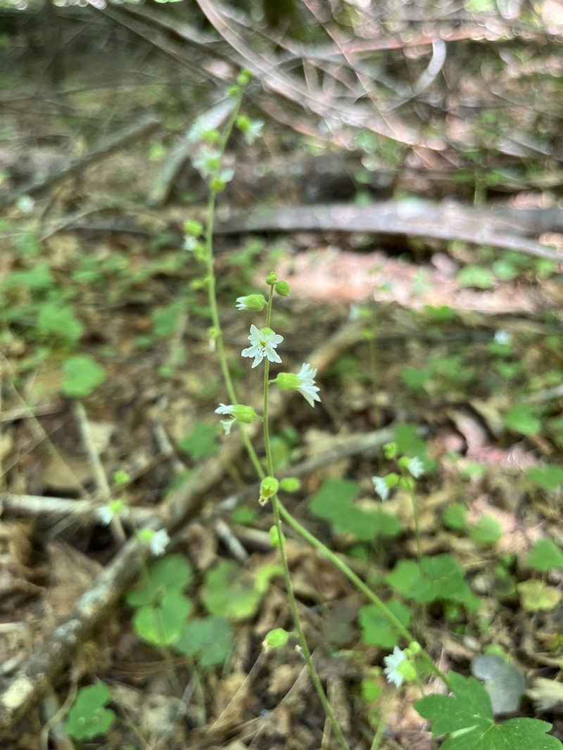 Siskiyou Mountain Woodland-Star photo 7