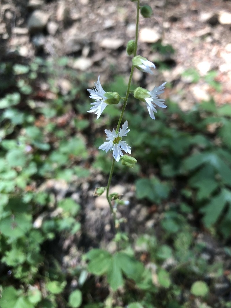 Siskiyou Mountain Woodland-Star photo 8