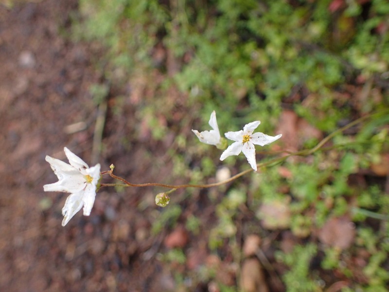 Mission Woodland-Star photo 2