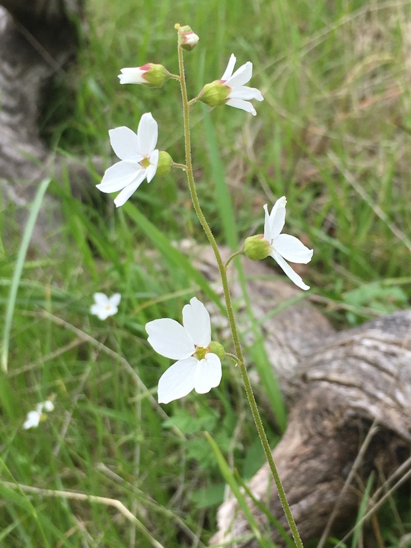 Mission Woodland-Star photo 3