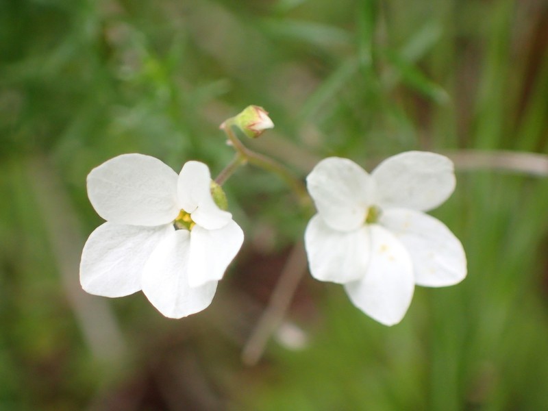 Mission Woodland-Star photo 4