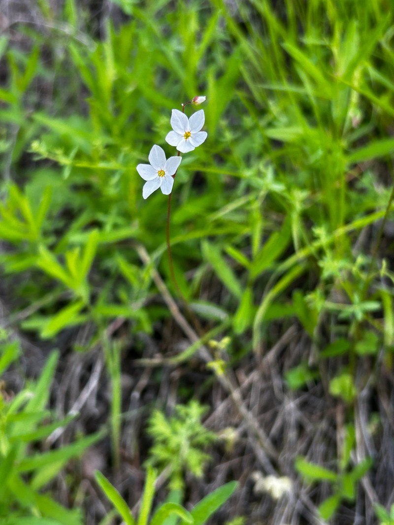 Mission Woodland-Star photo 5