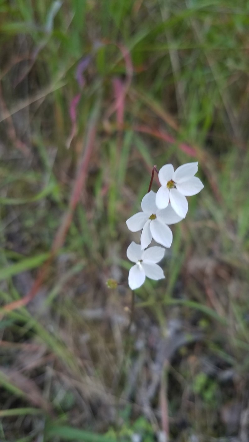 Mission Woodland-Star photo 6