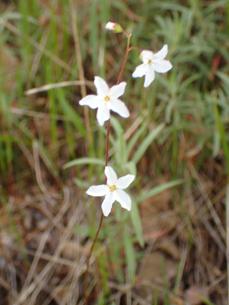 Mission Woodland-Star photo 7