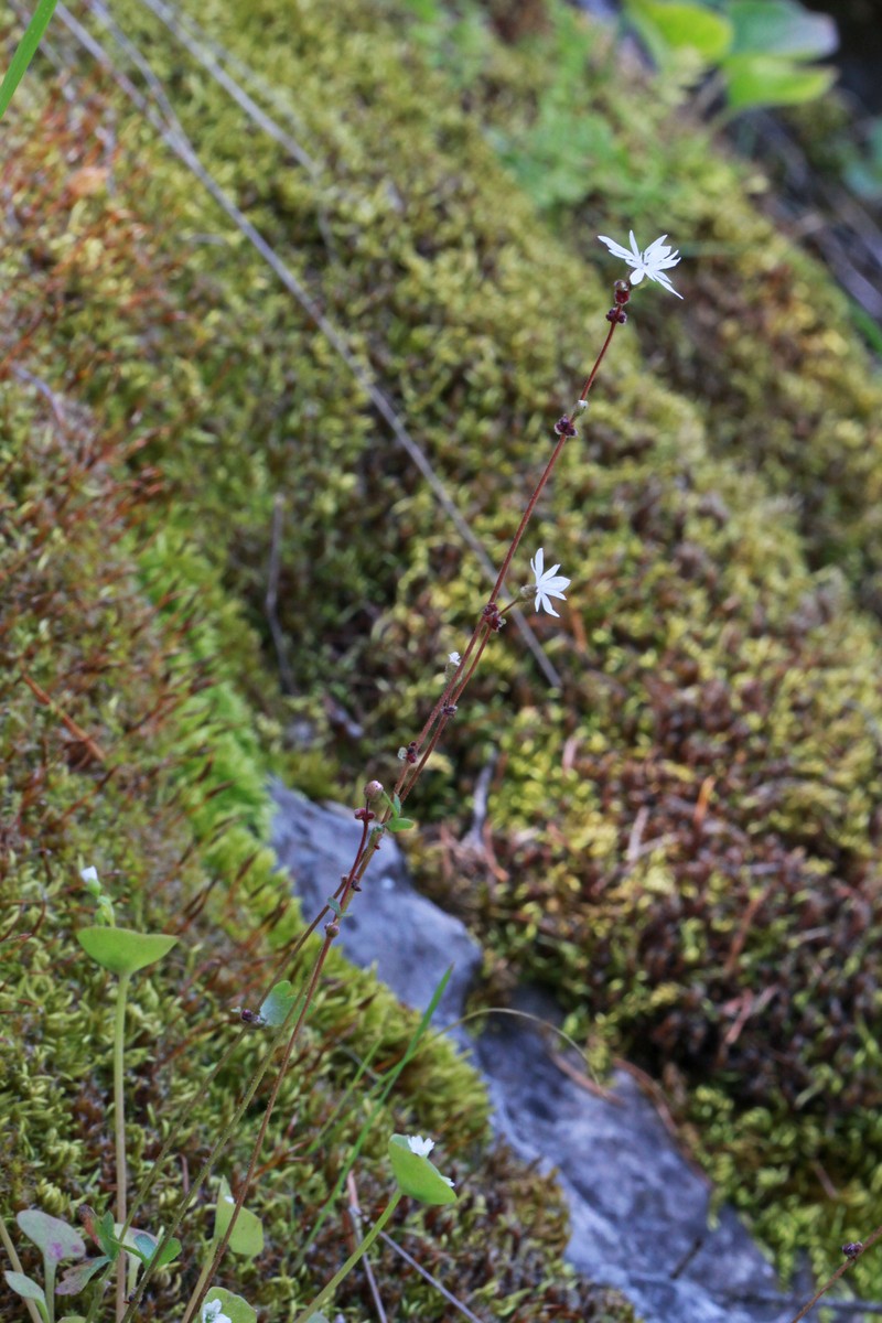 Bulbous Woodland-Star photo 2