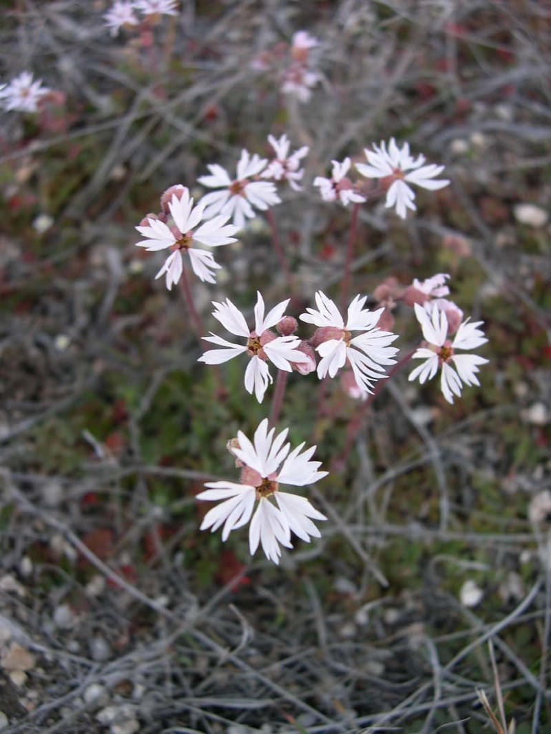 Bulbous Woodland-Star photo 3