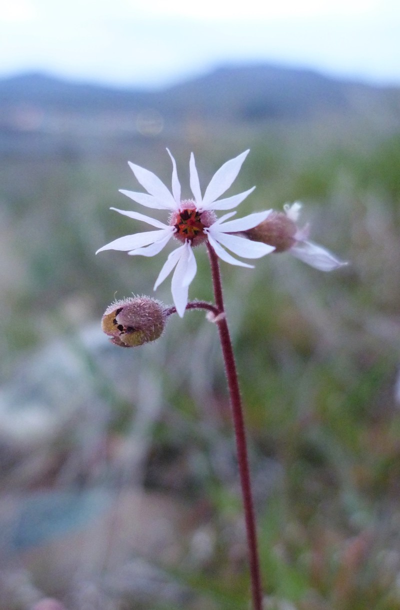 Bulbous Woodland-Star photo 4