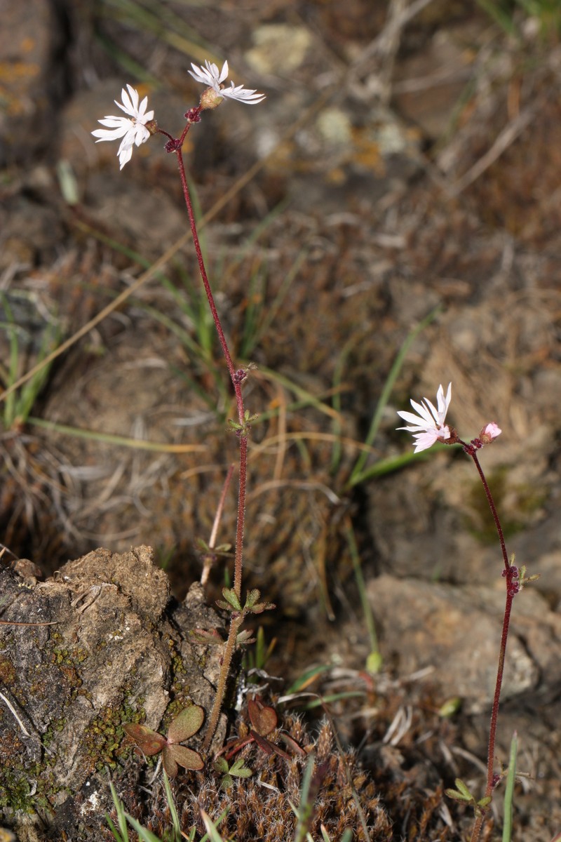 Bulbous Woodland-Star