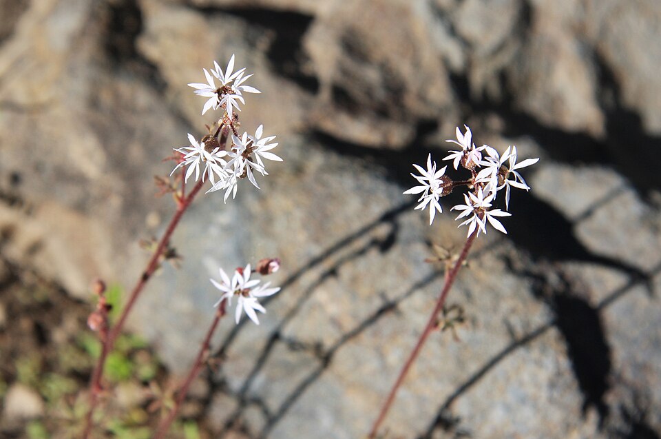 Bulbous Woodland-Star photo 5