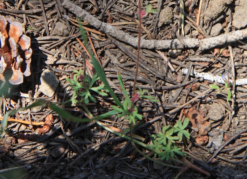 Bulbous Woodland-Star photo 8