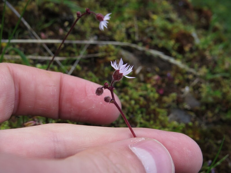 Bulbous Woodland-Star photo 5