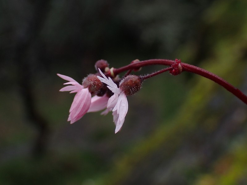 Bulbous Woodland-Star photo 6