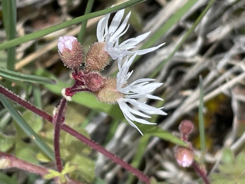 Bulbous Woodland-Star photo 7