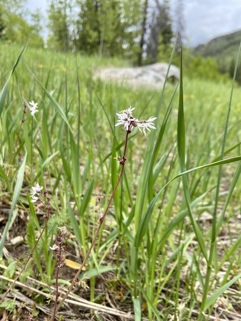 Bulbous Woodland-Star photo 8