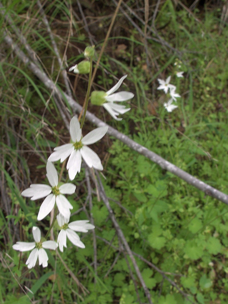 Hillside Woodland-Star