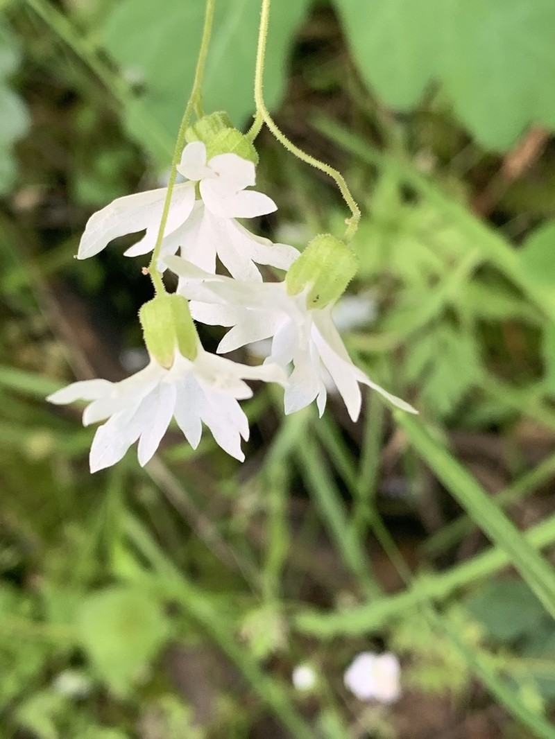 Hillside Woodland-Star photo 2