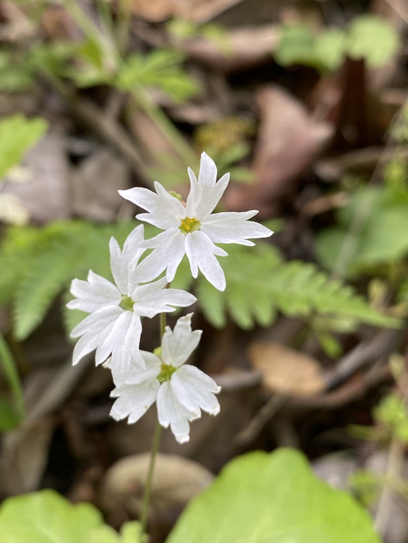 Hillside Woodland-Star photo 3