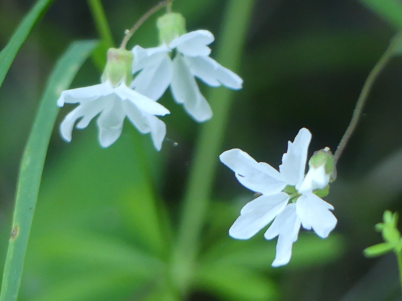Hillside Woodland-Star photo 4