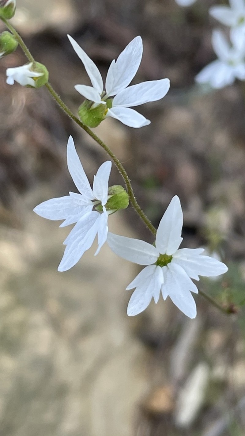 Hillside Woodland-Star photo 5