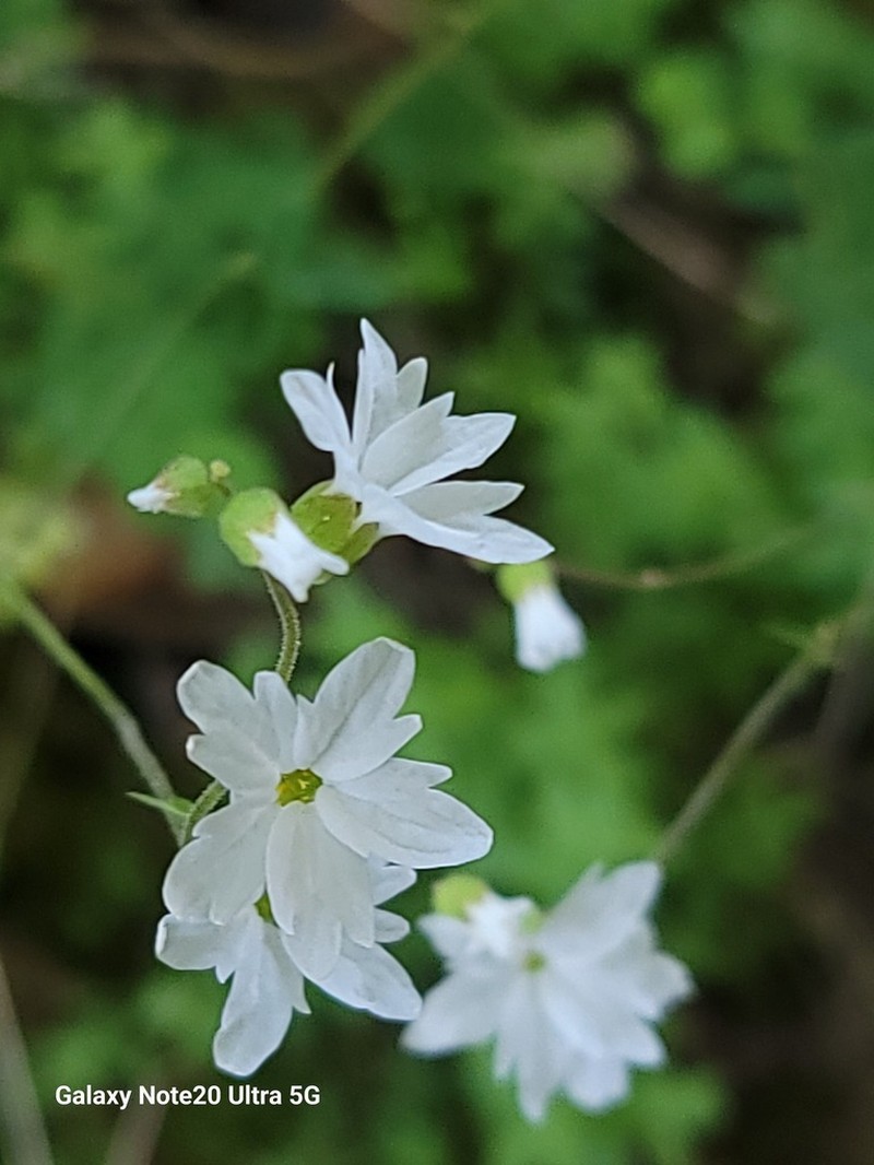 Hillside Woodland-Star photo 6