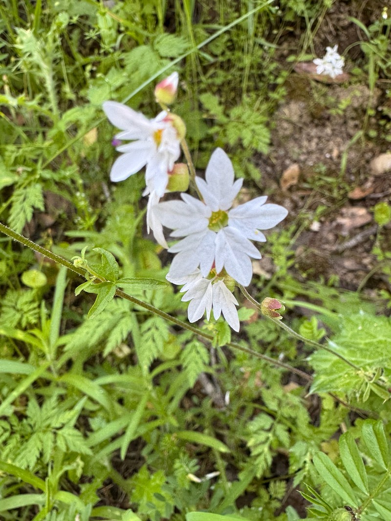 Hillside Woodland-Star photo 7