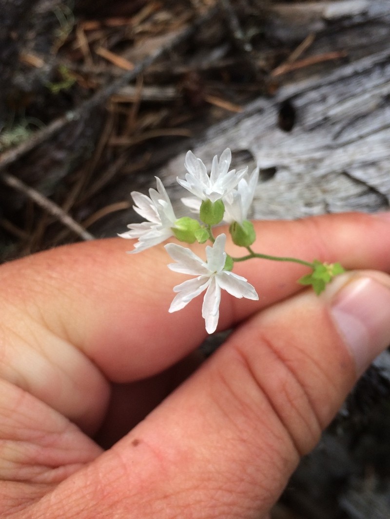 Hillside Woodland-Star photo 8