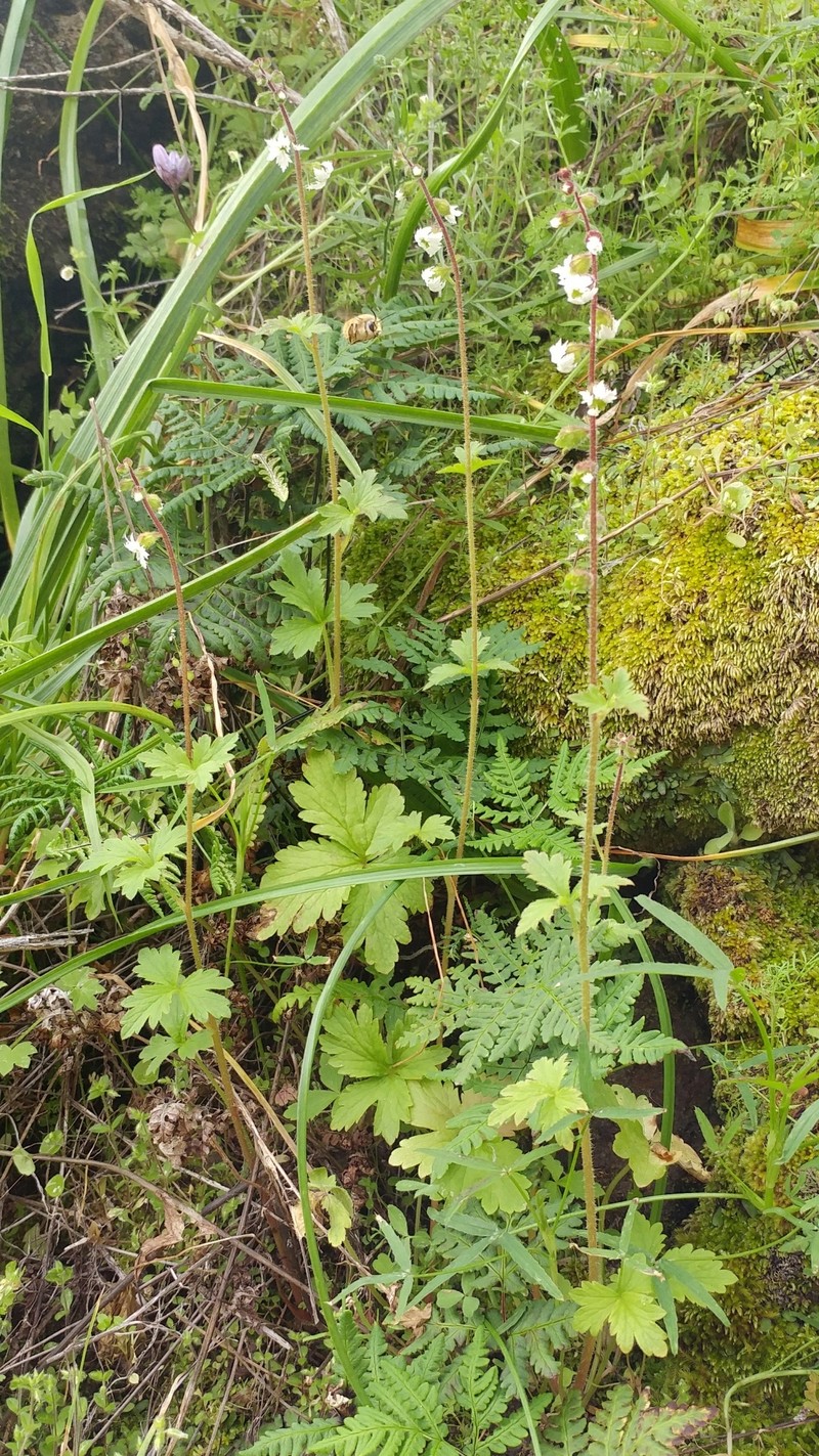 San Clemente Island Woodland-Star photo 2