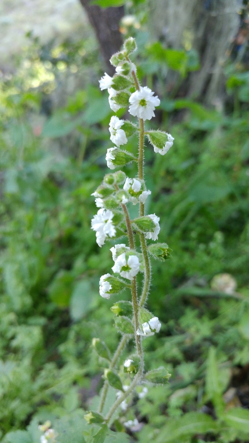 San Clemente Island Woodland-Star photo 3