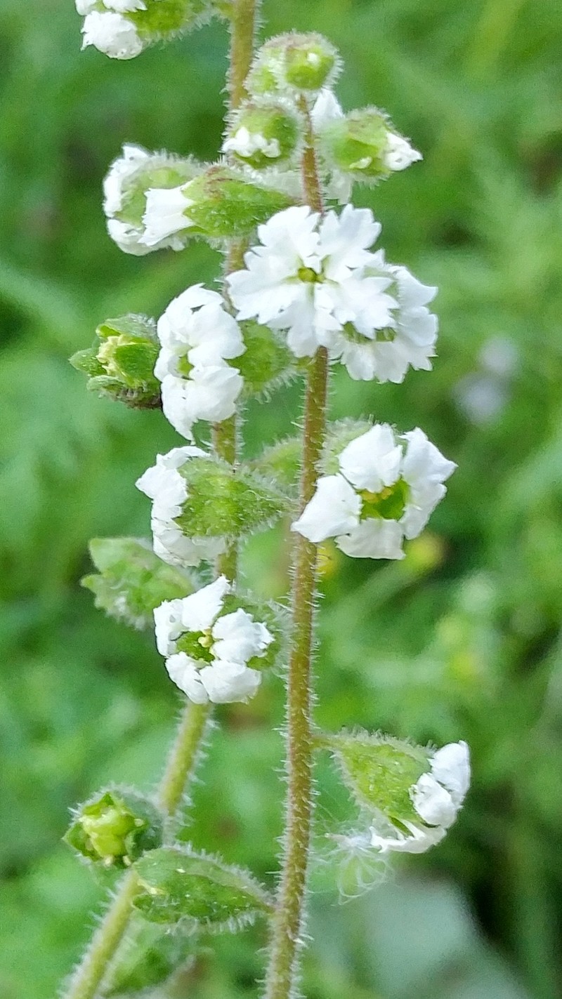 San Clemente Island Woodland-Star