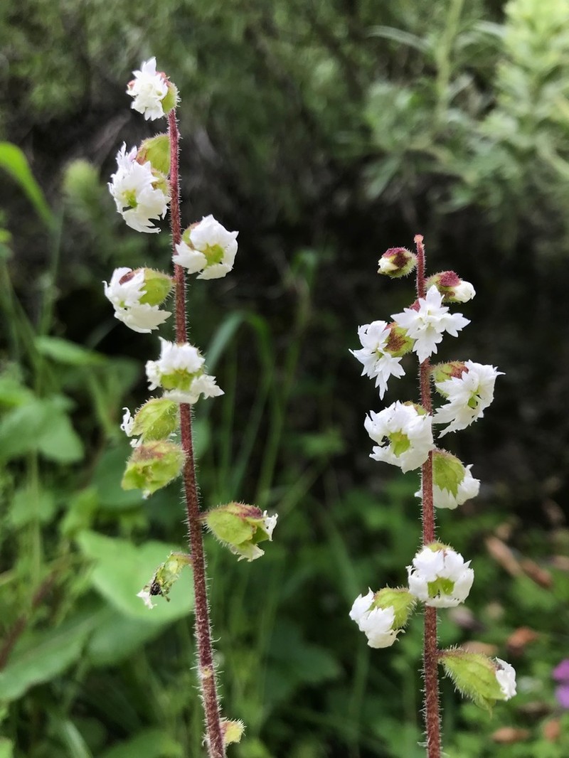 San Clemente Island Woodland-Star photo 3