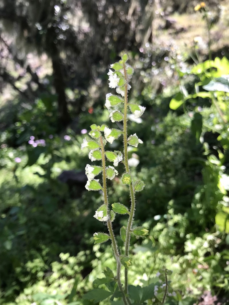 San Clemente Island Woodland-Star photo 4