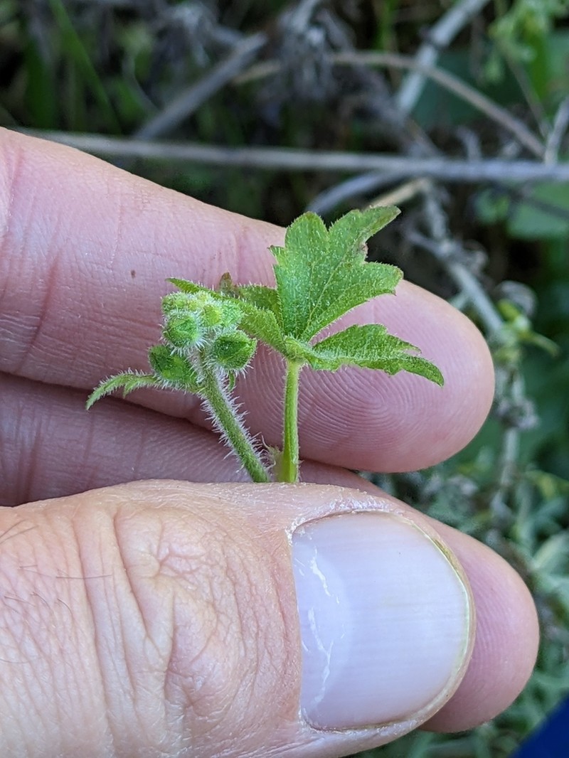 San Clemente Island Woodland-Star photo 5