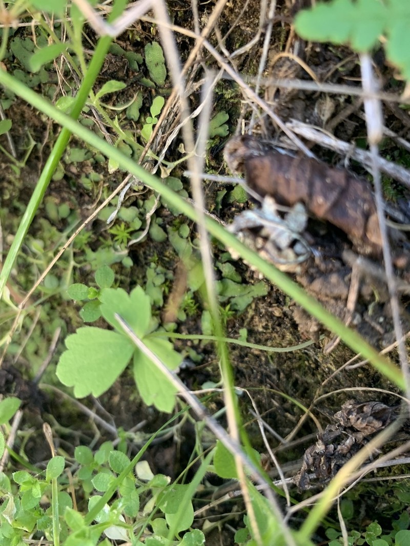 San Clemente Island Woodland-Star photo 7