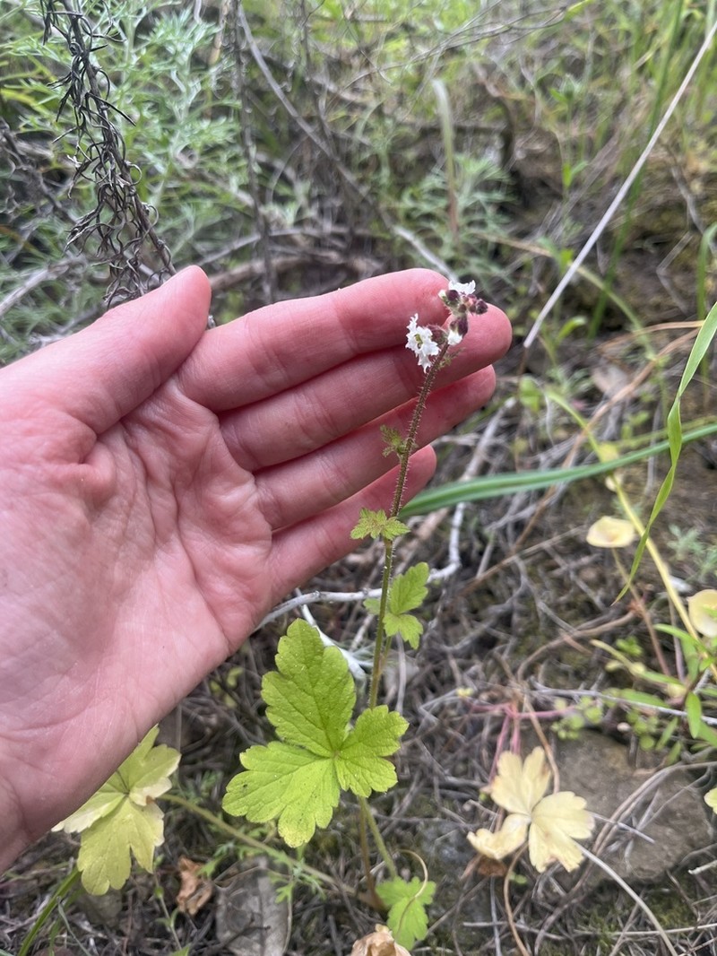 San Clemente Island Woodland-Star photo 8